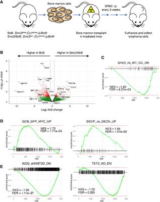 Cohesin Core Complex Gene Dosage Contributes to Germinal Center Derived Lymphoma Phenotypes and Outcomes